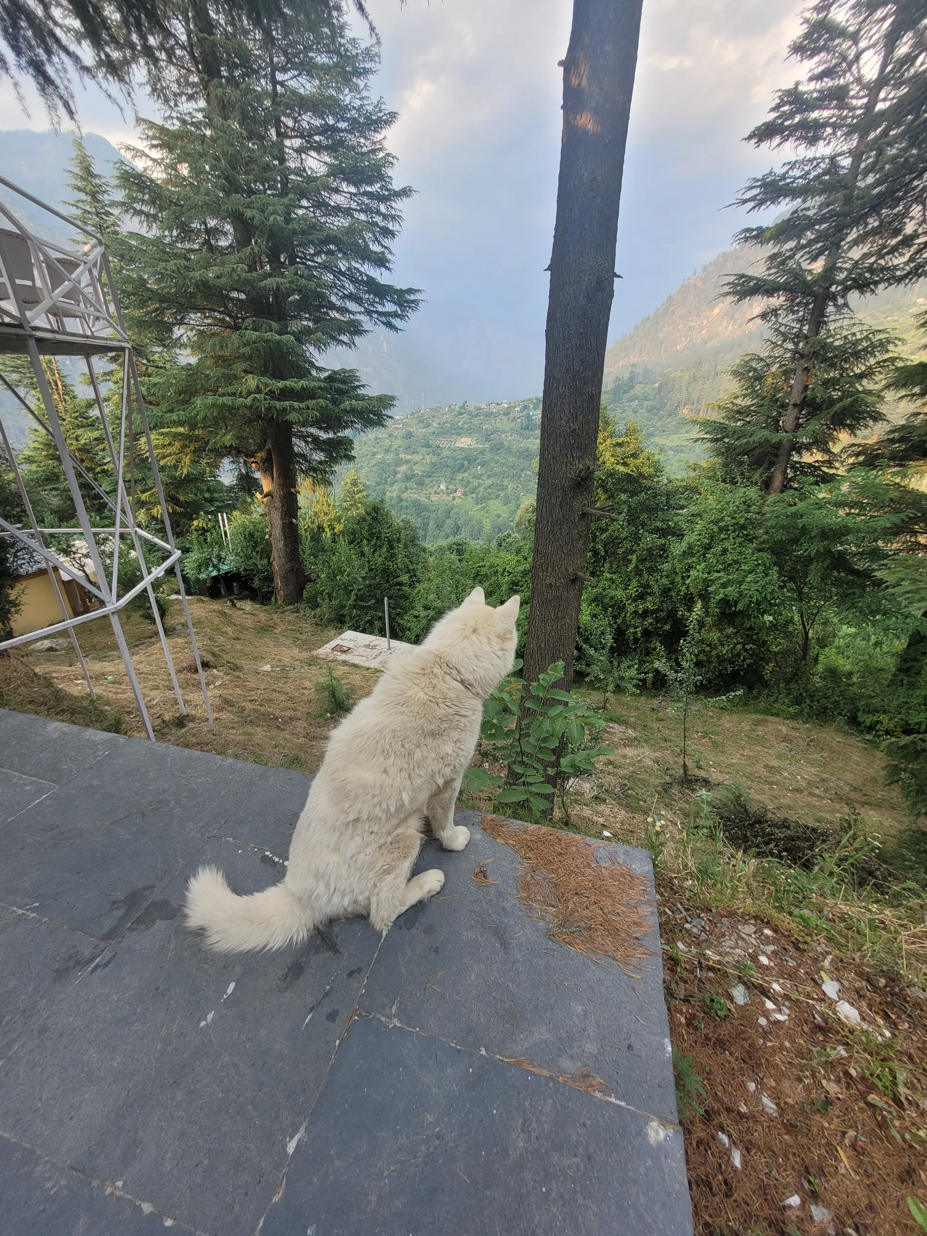 A white dog watching the hills